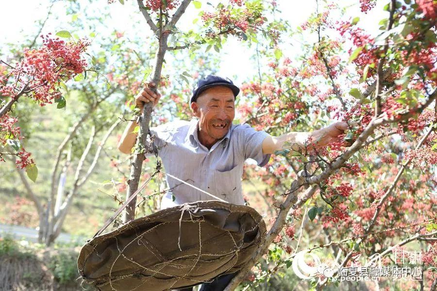 积石山保安族东乡族撒拉族自治县住房和城乡建设局招聘启事